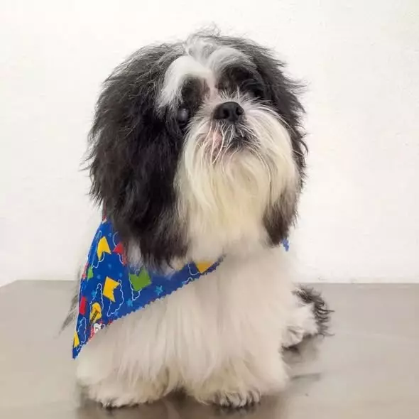 Clinipet BH - Clínica Veterinária e Pet Shop