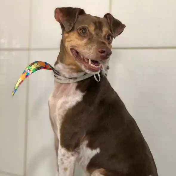 Clinipet BH - Clínica Veterinária e Pet Shop