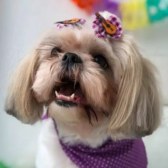 Clinipet BH - Clínica Veterinária e Pet Shop