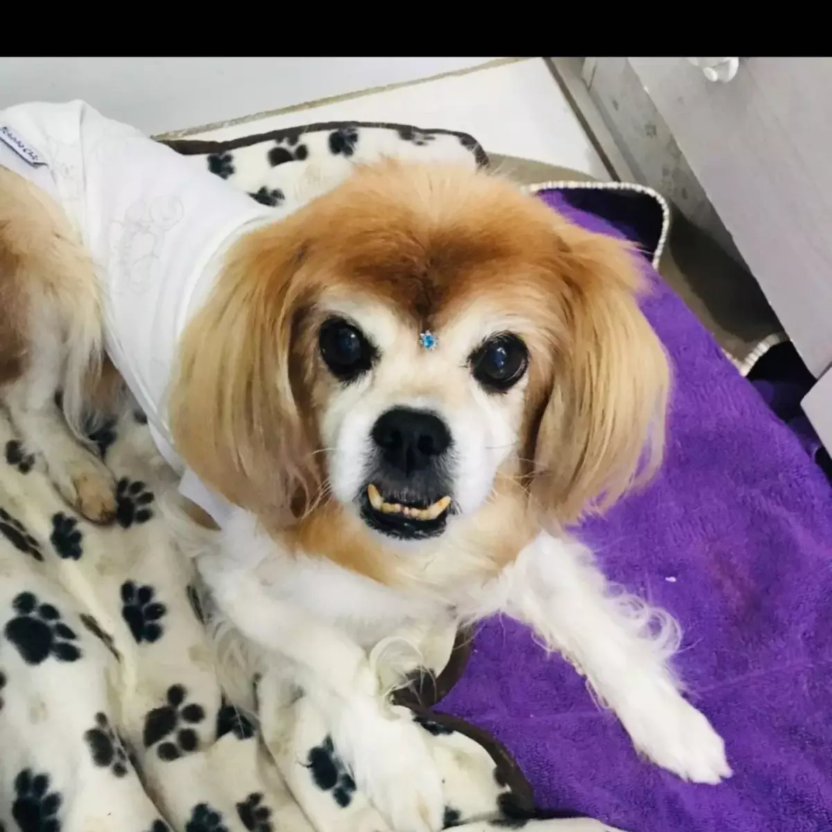 Clinipet BH - Clínica Veterinária e Pet Shop