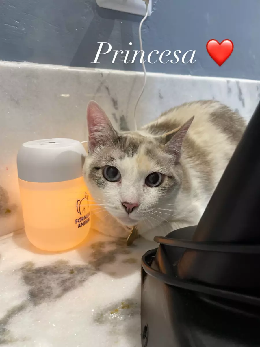 Afeto Hospital e Pet Shop