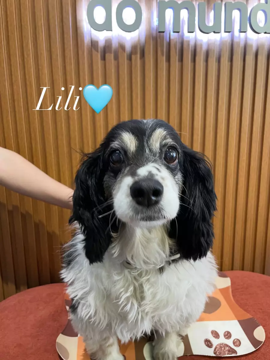 Afeto Hospital e Pet Shop