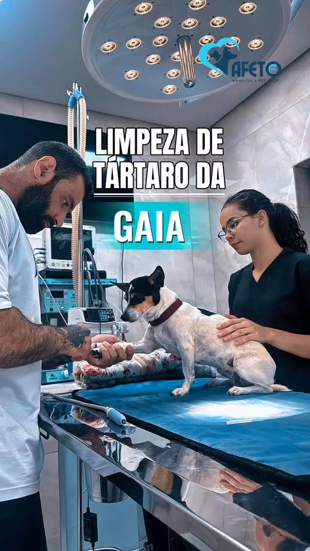 Afeto Hospital e Pet Shop